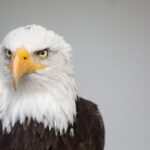 hancock bird