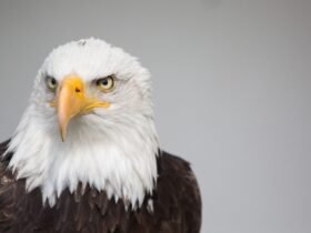 hancock bird