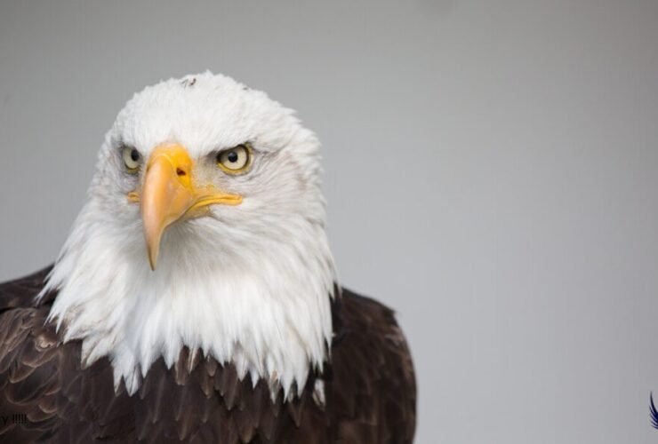 hancock bird