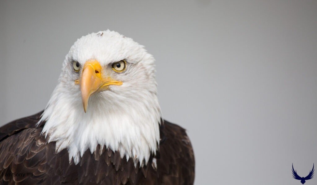 hancock bird