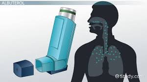 how salbutamol works