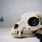 Butrflyskullmama and the Beauty of Growth Through Hard Times